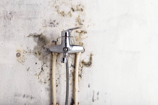 Best Emergency Mold Removal  in East Sparta, OH