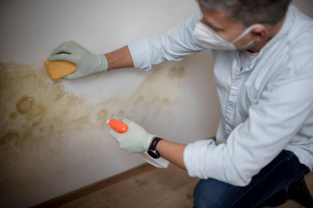 Best Mold Testing  in East Sparta, OH