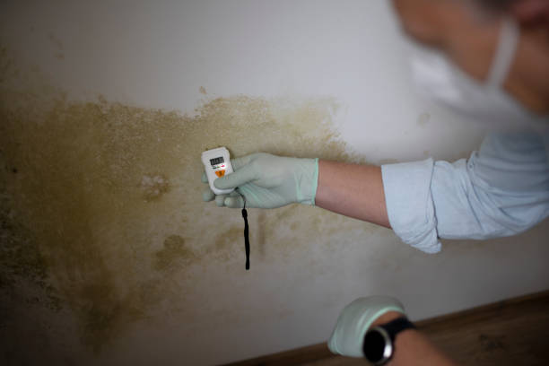 Best Mold Damage Repair  in East Sparta, OH