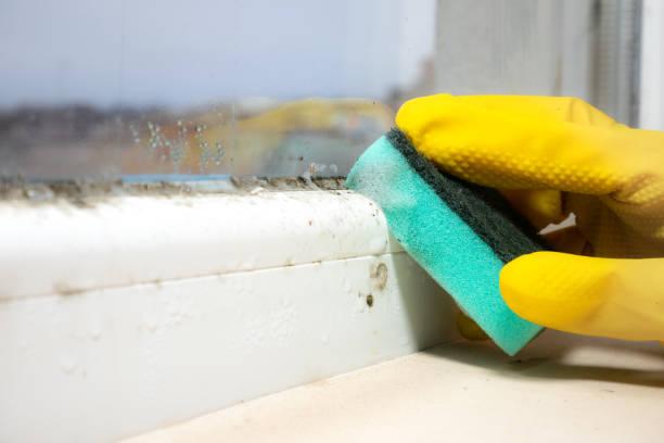 Best Mold Testing  in East Sparta, OH