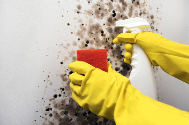 Best Certified Mold Removal  in East Sparta, OH