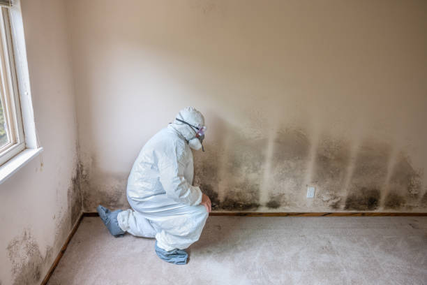 Best Black Mold Removal  in East Sparta, OH