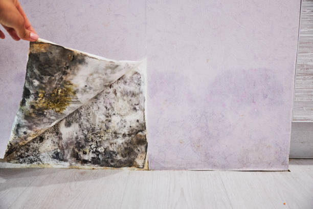 Best Fast Mold Removal  in East Sparta, OH